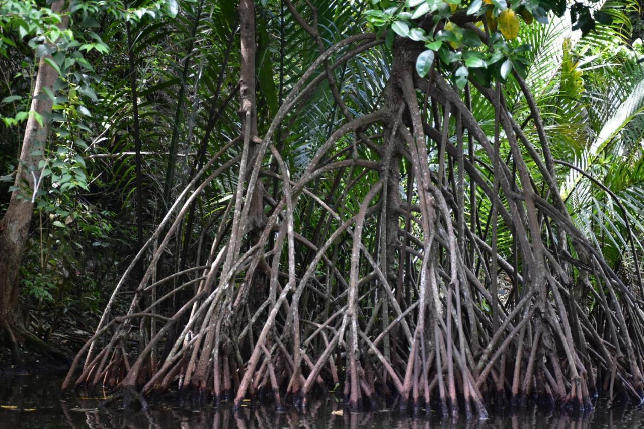 Kampoeng Karst Rammang Rammang ξενώνας Kasijala Εξωτερικό φωτογραφία